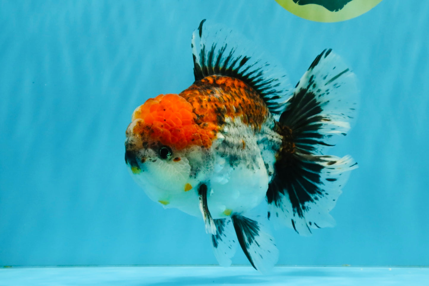 CHUNKY AAA Grade Kirin Calico Oranda Male 6.5 inches #041026OR_02
