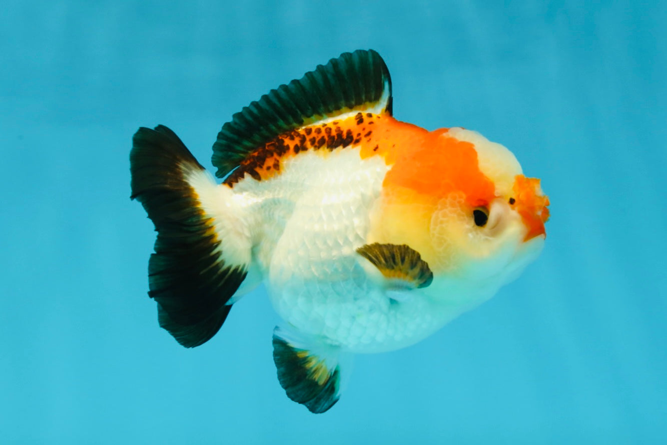 Pompom Tricolor Yuanbao Female 4 inches #050925YB_28