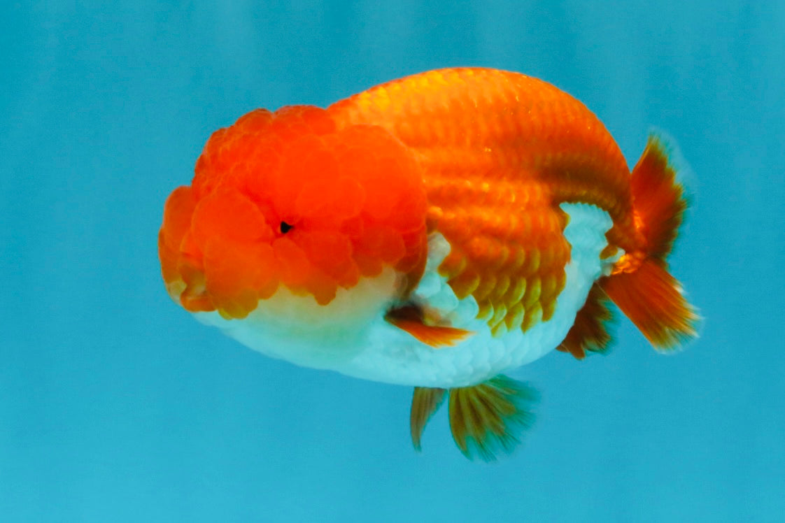 A Grade Dragon Head Red White LionQueen 4 inches #022726LC_26