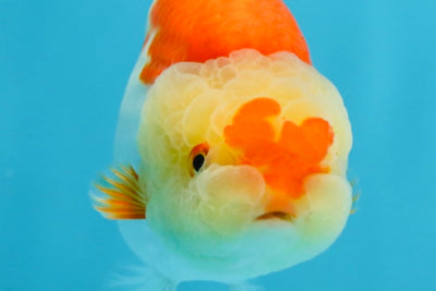 AAA Grade Young Red White Kohaku LionQueen 4 inches #101025LC_07