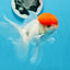 AAA Grade Red Cap Oranda Male 4.5 inches #0906OR_27