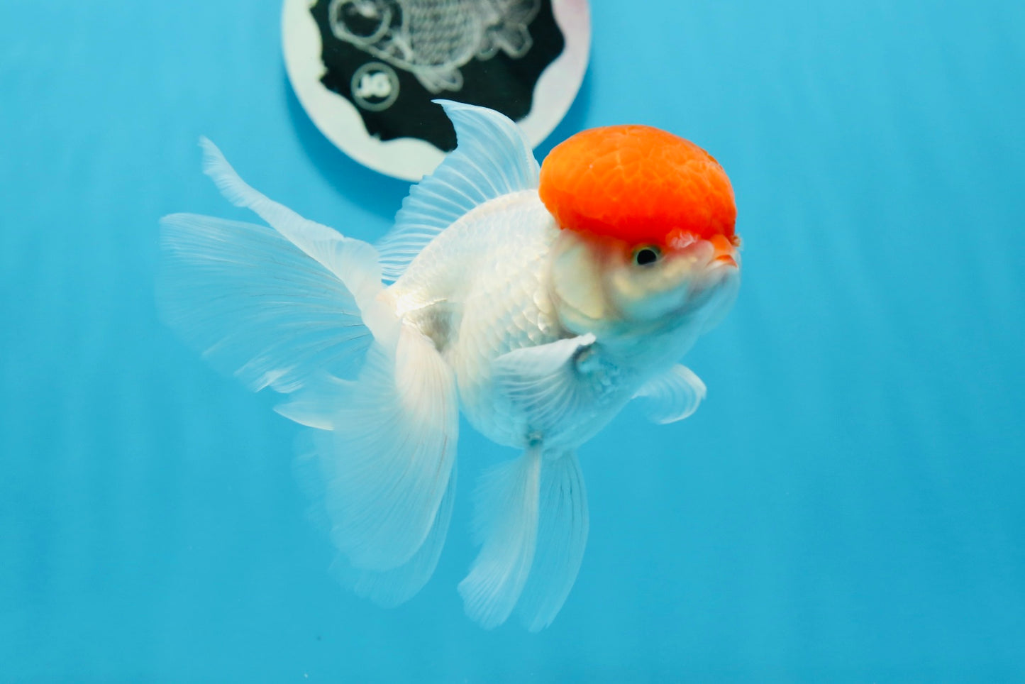 Oranda macho de tapa roja de grado AAA de 4,5 pulgadas n.º 0906OR_27