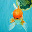 A Grade Red White Oranda Male 6 inches #082126OR_05