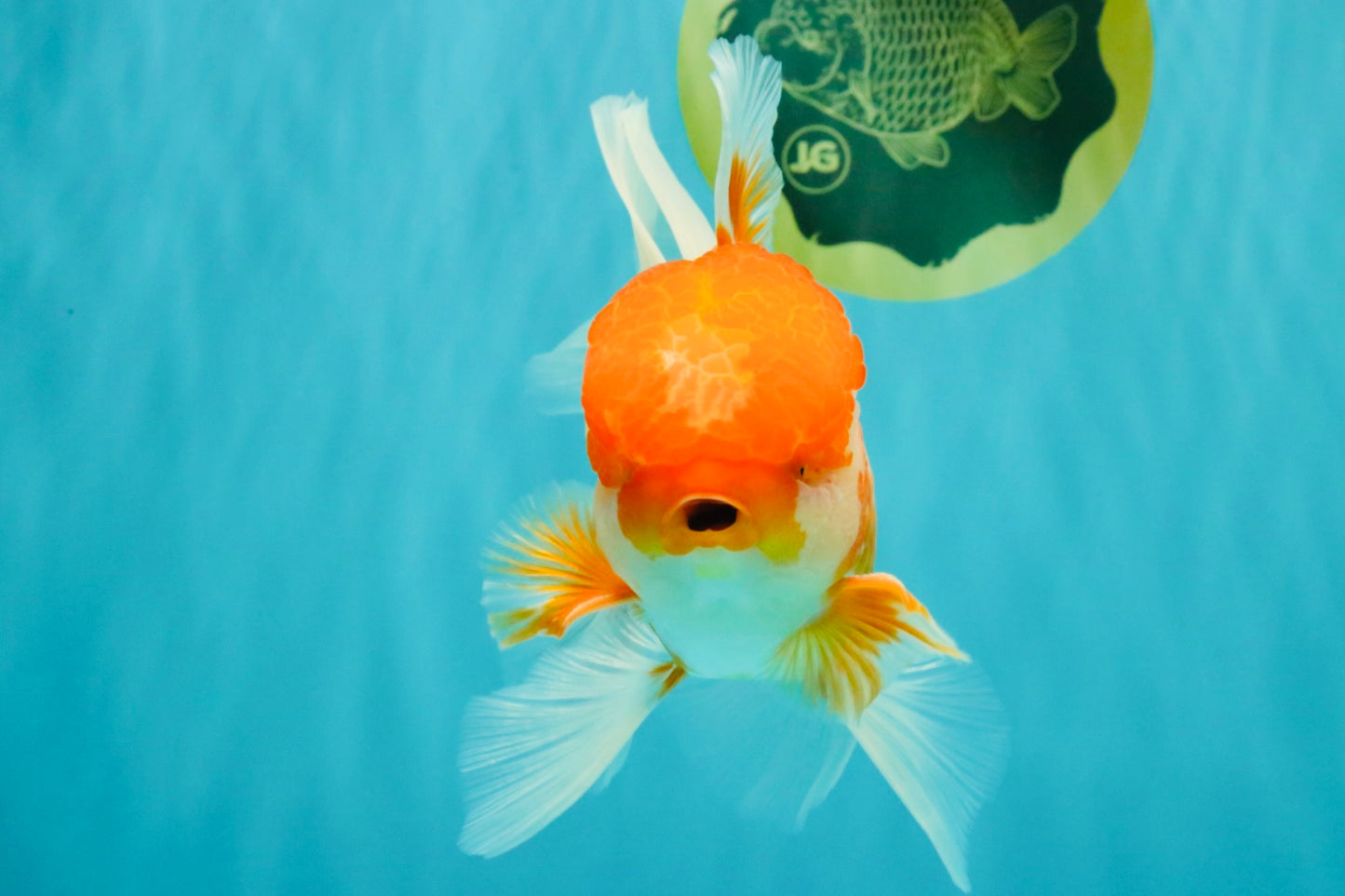 A Grade Red White Oranda Male 6 inches #082126OR_05