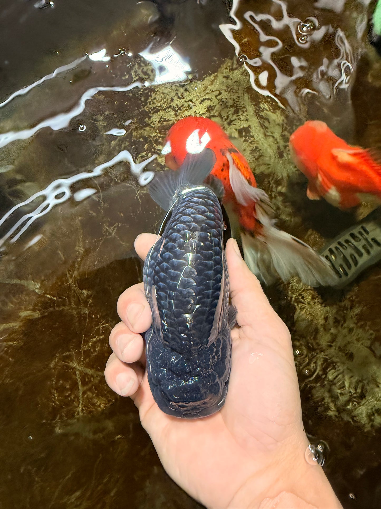 FLUFFY WEN A Grade Black Blue LionKing 5.5 inches #110725LC_16