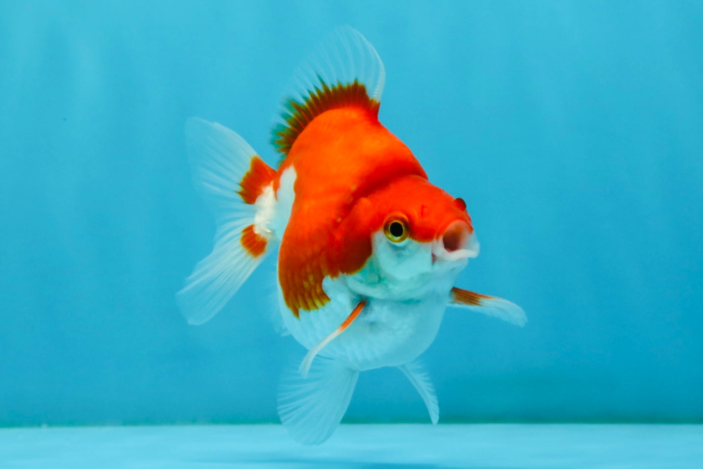 A Grade Red White Ryukin Male 4 inches #032726RK_27