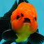 Grumpy 😡 A Grade Red Head Button Eyes Oranda Male 4.5-5 inches #1004OR_38