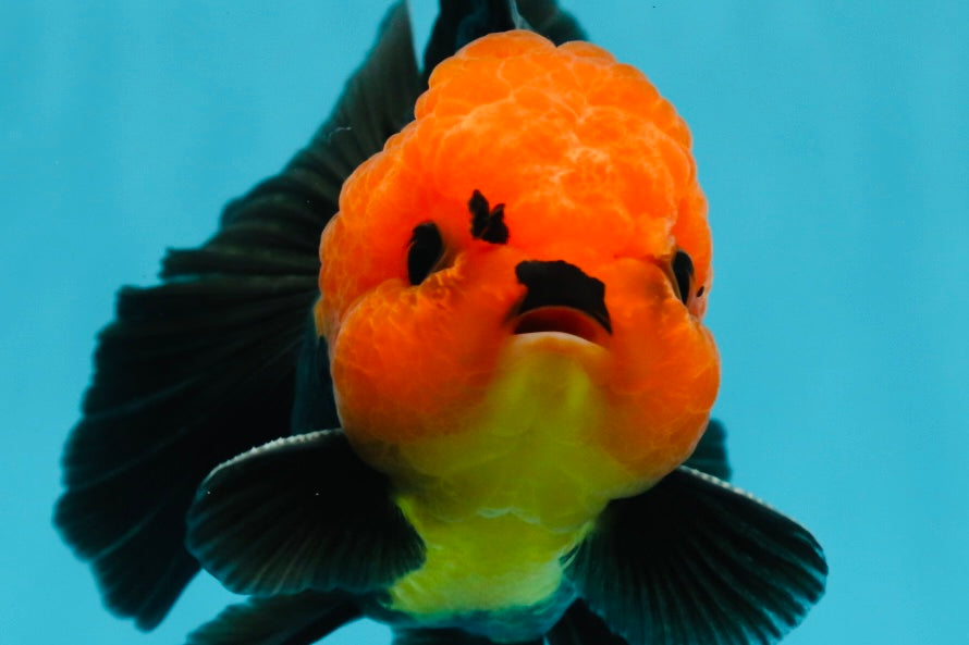 Grumpy 😡 A Grade Red Head Button Eyes Oranda Male 4.5-5 inches #1004OR_38