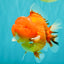 TOMATO AAA Grade Red Sakura Yuanbao Male 5 inches #092526YB_11