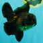 GODZILLA AAA Grade Black Oranda Male 6 inches #100926OR_24
