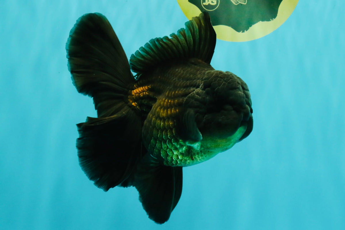 GODZILLA AAA Grade Black Oranda Male 6 inches #100926OR_24