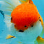 A Grade Orange White Oranda Female 6.5 inches #070425OR_22