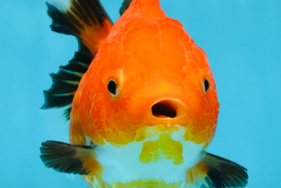 NEMO Apache Yuanbao Female 5-5.5 inches #091925YB_18