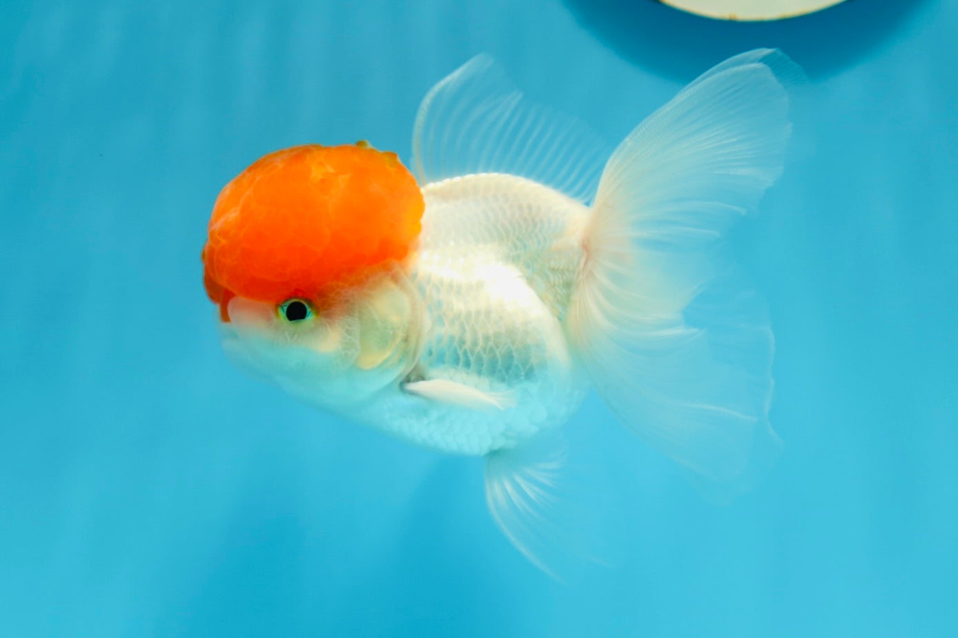 A Grade Tomato Head Oranda Male 4-4.5 inches #0915OR_11