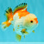 AAA Grade Red White Yuanbao Male 4.5-5 inches #082126YB_26
