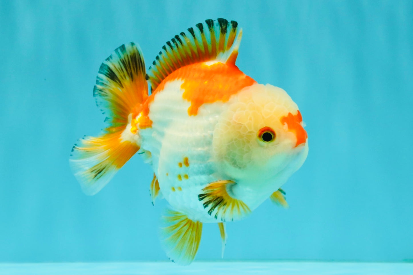 AAA Grade Red White Yuanbao Male 4.5-5 inches #082126YB_26
