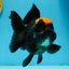 Red Head Oranda Female 5.5 inches #121324OR_15