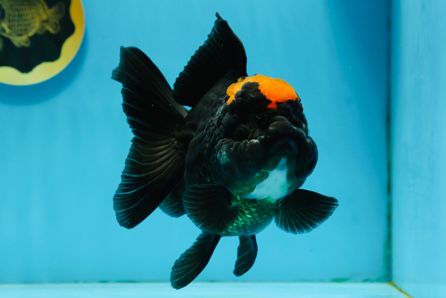 Red Head Oranda Female 5.5 inches #121324OR_15