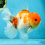 AAA Grade Godzilla Sakura Button Eyes Oranda Male 5-5.5 inches #052325_10