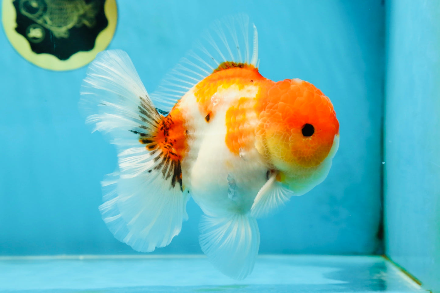 AAA Grade Godzilla Sakura Button Eyes Oranda Male 5-5.5 inches #052325_10