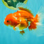 A Grade Red White Oranda Male 5.5-6 inches #070626OR_07