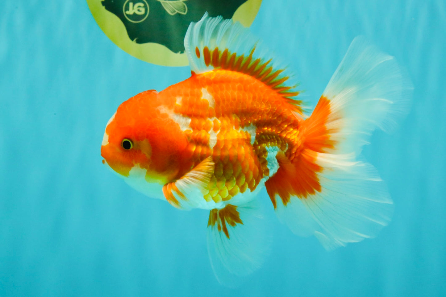 A Grade Red White Oranda Male 5.5-6 inches #070626OR_07