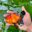 Macho Apache Oranda de grado A de 4,5 pulgadas n.° 0913OR_12