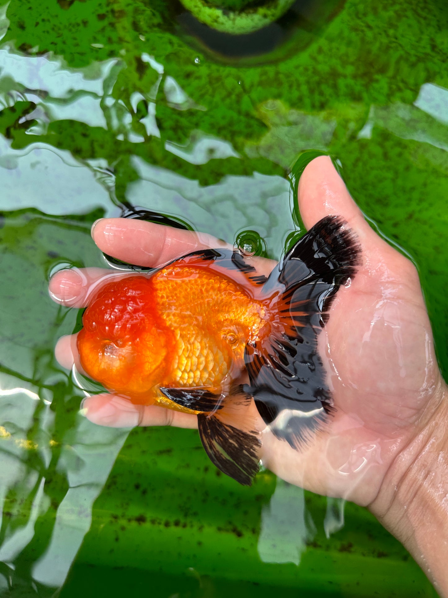 Mâle Apache Oranda de catégorie A 4,5 pouces #0913OR_12