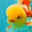 AAA Grade Red White Oranda Male 6 inches #080726OR_13