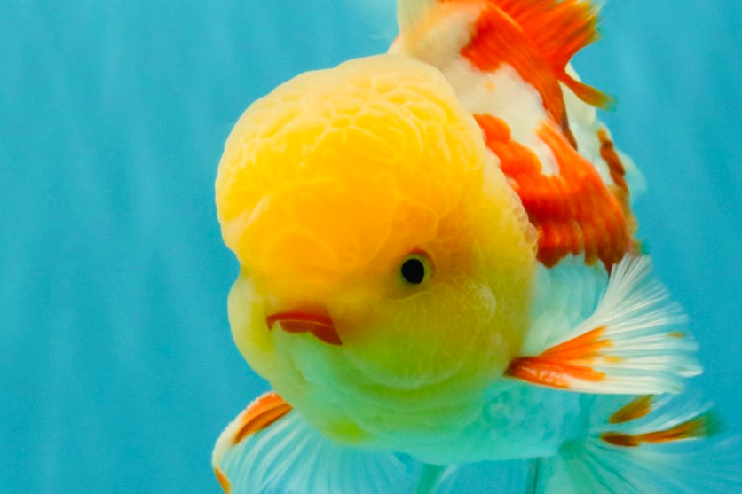 AAA Grade Red White Oranda Male 6 inches #080726OR_13