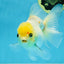 White Oranda Female 5.5 inches #111425OR_14