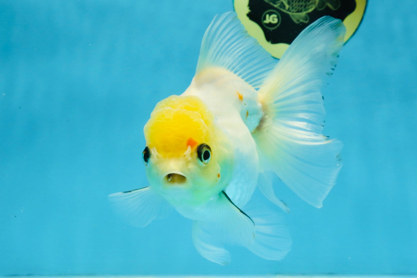 White Oranda Female 5.5 inches #111425OR_14