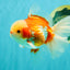 A Grade Lipsticks Red White Oranda Male 6 inches #101626OR_03