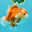 AAA Grade Red White Oranda Female 6-6.5 inches #032026OR_07