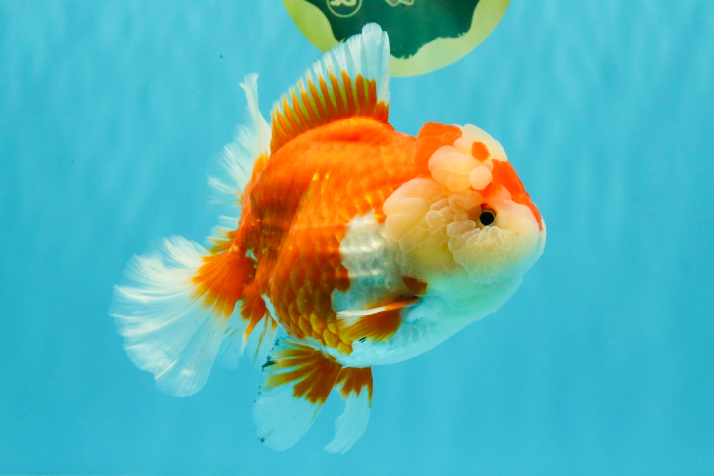 AAA Grade Red White Oranda Female 6-6.5 inches #032026OR_07
