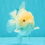 AAA Grade White Yuanbao Male 4.5-5 inches #072426YB_28
