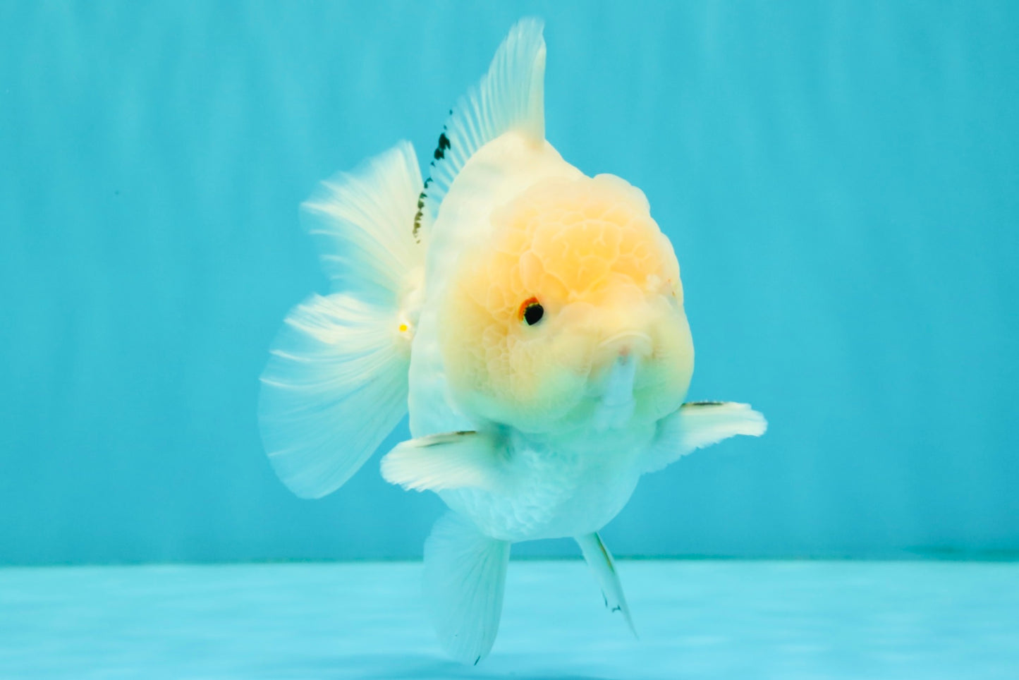 AAA Grade White Yuanbao Male 4.5-5 inches #072426YB_28