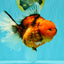 CHONKY AAA Grade Sakura Oranda Female 8.5 inches #071726OR_03