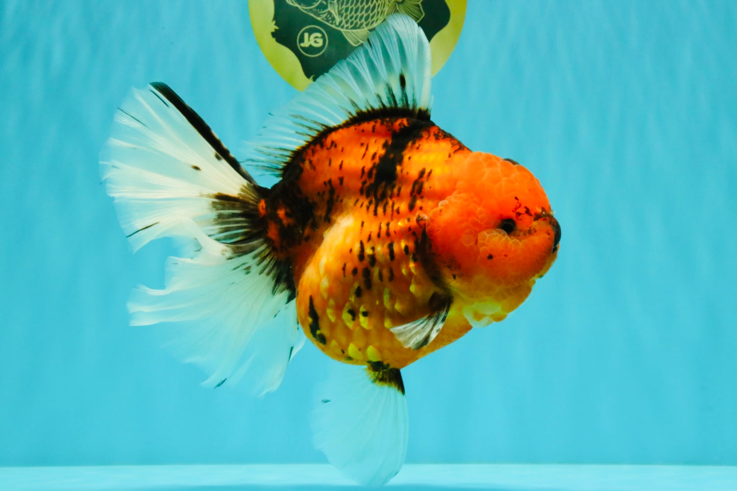 CHONKY AAA Grade Sakura Oranda Female 8.5 inches #071726OR_03
