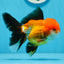 A Grade Tricolor Oranda Male 5 inches #0830OR_19