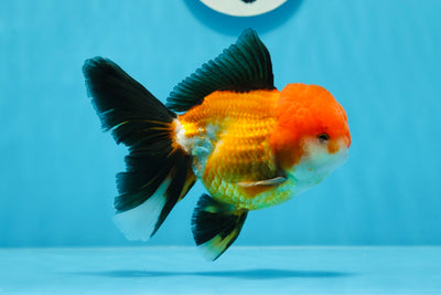 Oranda tricolore mâle de qualité A 5 pouces #0830OR_19