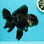 Bulldog Panda Oranda macho de grado A de 5 a 5,5 pulgadas n.° 0524OR_01