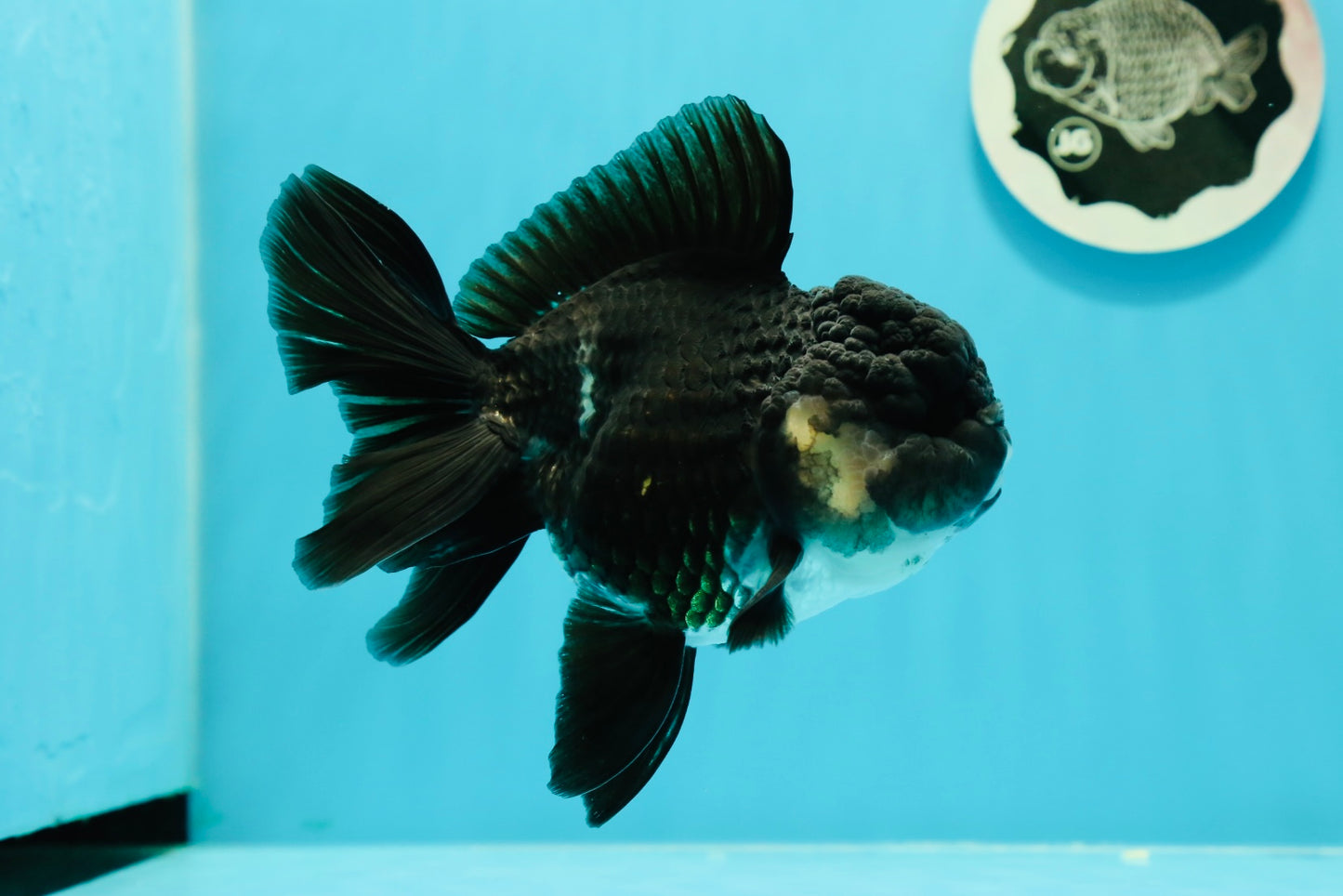 Bulldog Panda Oranda macho de grado A de 5 a 5,5 pulgadas n.° 0524OR_01