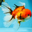 A Grade Sakura Oranda Male 6 inches #110725OR_04