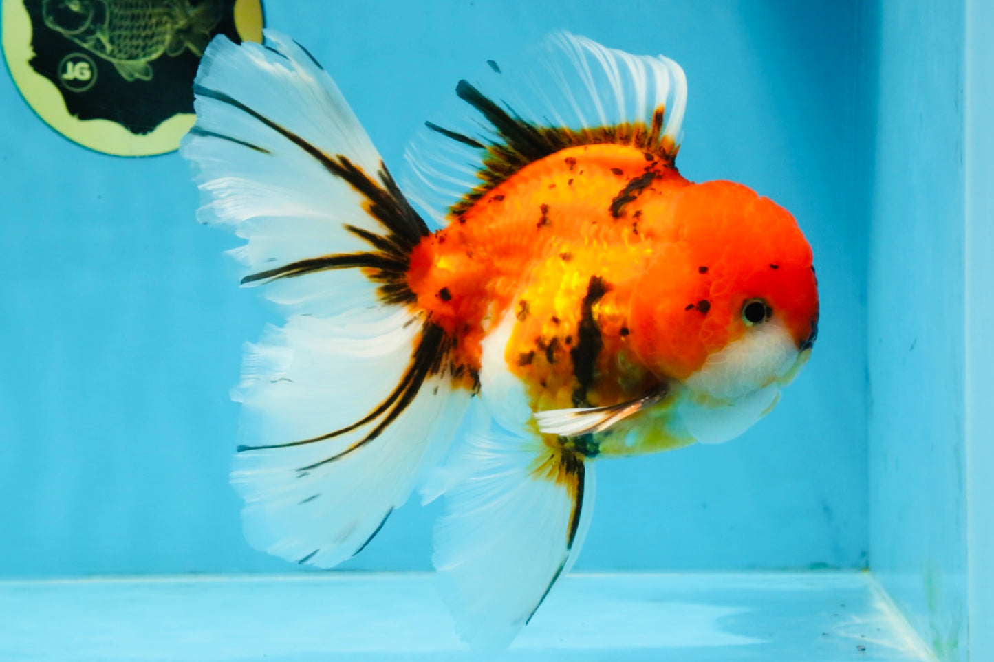 A Grade Sakura Oranda Male 6 inches #110725OR_04