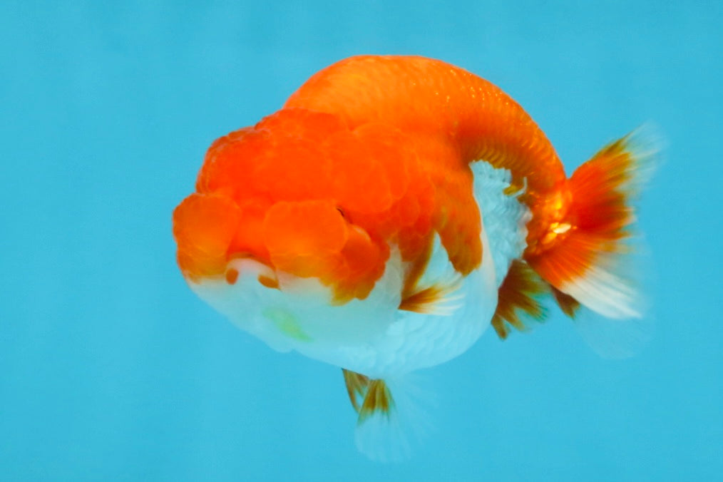 AAA Grade Red White LionQueen 4 inches #103125LC_27