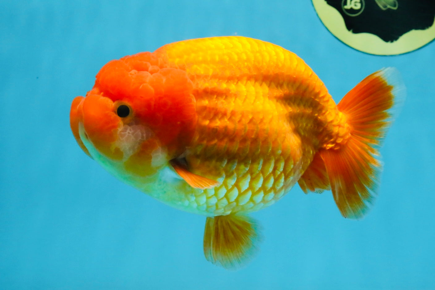 A Grade Red LionQueen 5.5-6 inches #112125LC_04