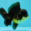 BATMAN A Grade Apache Oranda Male 6 inches #041726OR_12