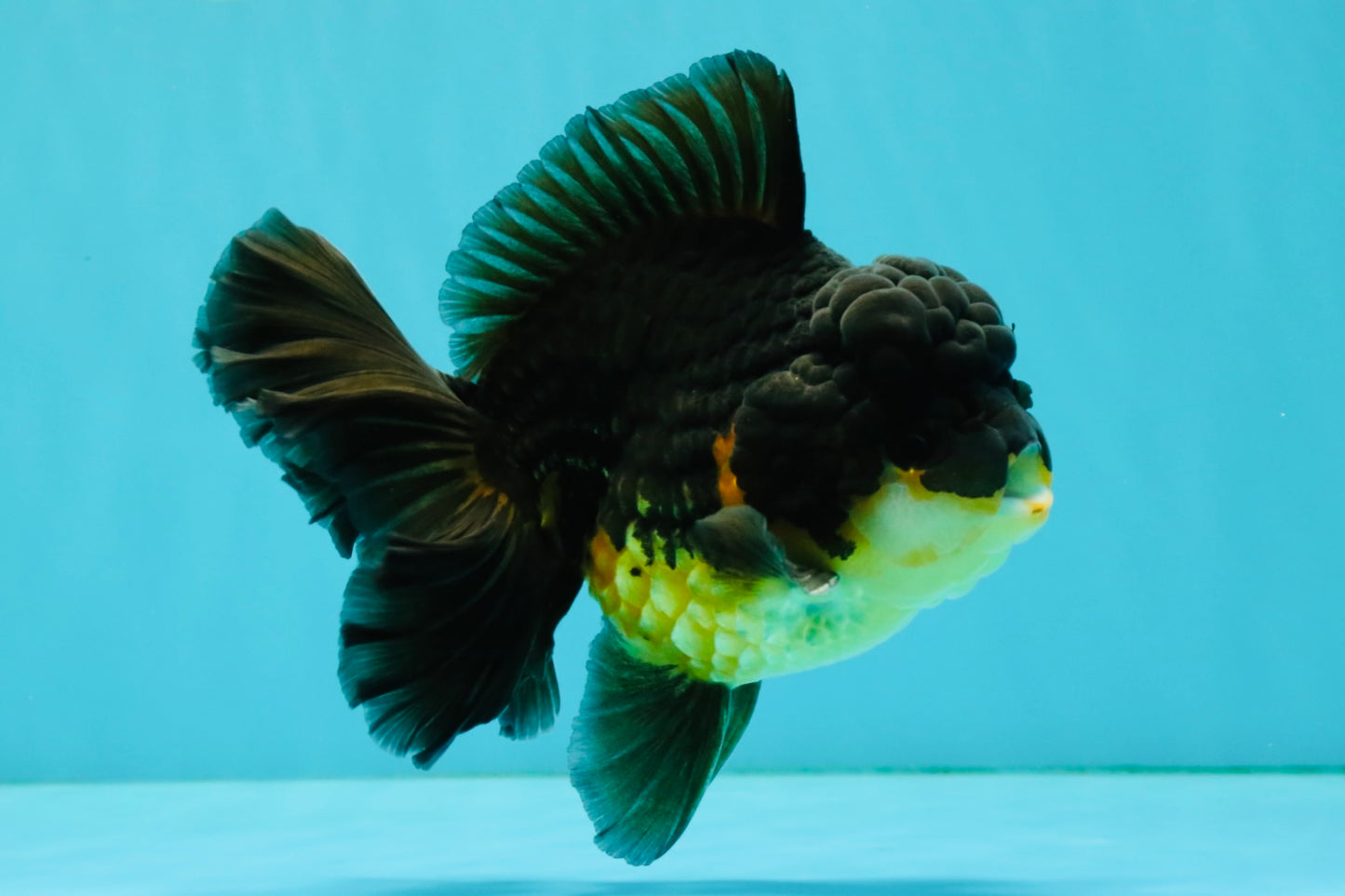 BATMAN A Grade Apache Oranda Male 6 inches #041726OR_12