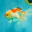 A Grade Red White Oranda Male 5.5-6 inches #082126OR_04